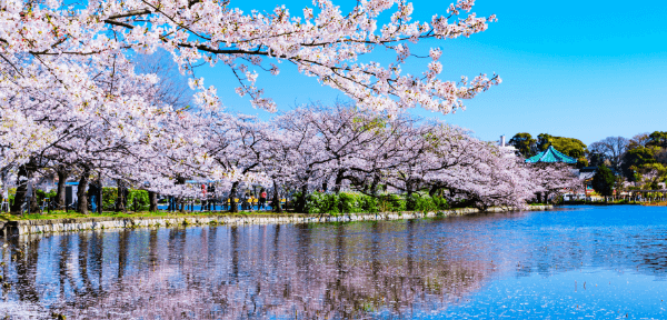 Spring: Relaxing among the cherry blossom trees, from Edo to the modern day