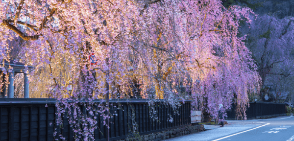春：桜色に染まる角館（かくのだて）