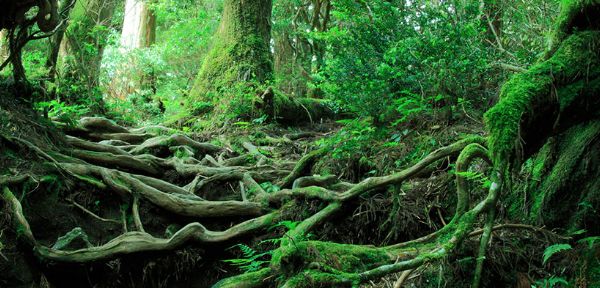 Kagoshima is full of places you can visit where nature has been preserved since ancient times: Sakurajima, where volcanic plumes rise, and Yakushima, a World Heritage site where you can meet cedar trees that are over 1000 years old.