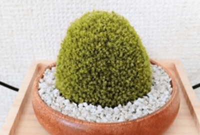 kokegokoro